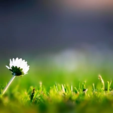 grass, daisy