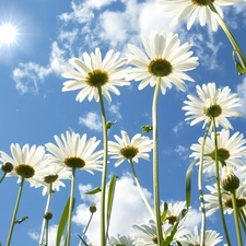 daisy, blue, Sky