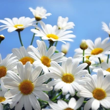 White, daisy