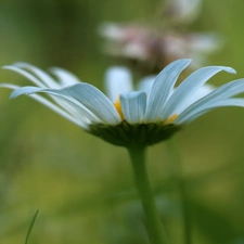 White, Daisy