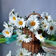 daisy, basket, White