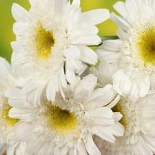 wicker, White, daisy, basket