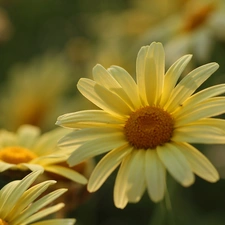 Yellow, daisy