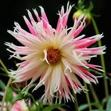 Pink, Dalia