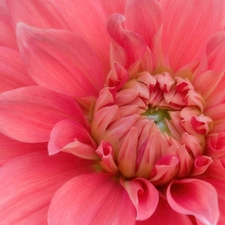 Pink, Dalia