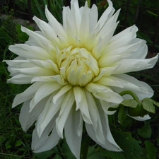 White, Dalia