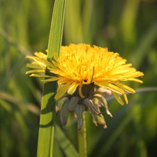 Yellow, grass, dandelion, Colourfull Flowers