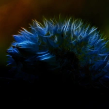 Fractalius, Common Dandelion, dandelion