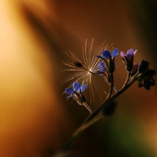 dandelion, Forget, seed