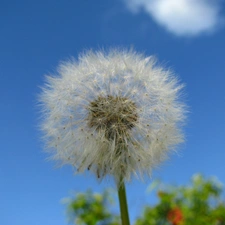 dandelion