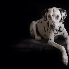 dark, background, Dalmatian, Sofa, dog