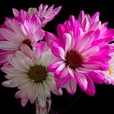 white and pink, dark, background, Chrysanthemums