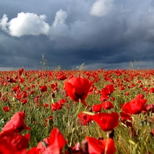 dark, clouds, Red, papavers, Meadow