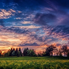 trees, Meadow, dark, clouds, viewes, Flowers