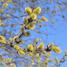 Willow, database, Spring, branch pics