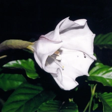 white, Colourfull Flowers, Datura