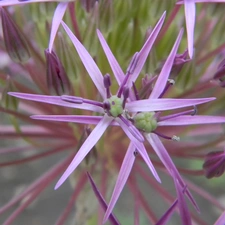 Colourfull Flowers, garlic, decorated