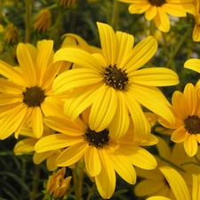 decorative Sunflowers