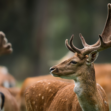 antlers, Fallow Deer, deer