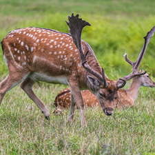 Deer, grass