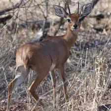 young, dry, grass, deer