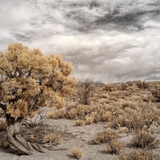 clouds, viewes, Desert, trees