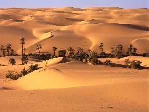 oasis, Desert