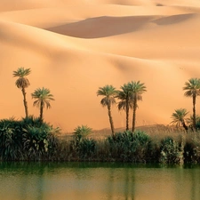 Desert, lake, Palms