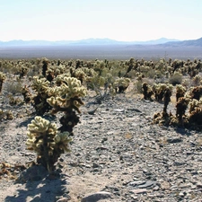 VEGETATION, Desert