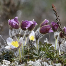 Flowers, pasque, Buds, developed