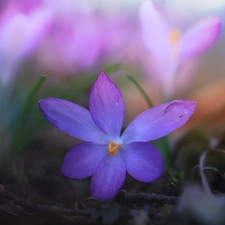 Colourfull Flowers, rapprochement, developed, crocus, Violet