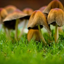 dew, toadstools, ##