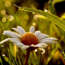 chamomile, dew