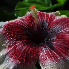 Close, hibiskus, Dew Drops