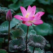 lotus, Leaf, dew, Colourfull Flowers