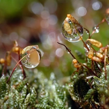 Moss, dew