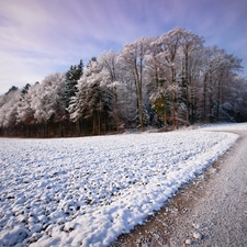 Do, forest, field, Way, Snowy