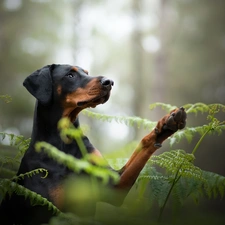 dog, fern, forest, Doberman