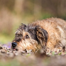 dog, lying, hairy