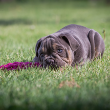 English Bulldog, grass, dog, Puppy, lying