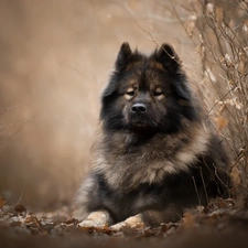 Eurasier, Twigs, dog, point, lying