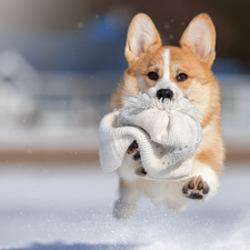 Hat, dog, Welsh corgi pembroke