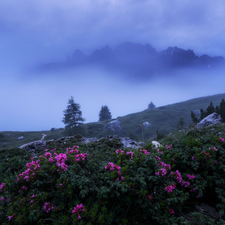 Val Gardena Valley, Fog, Rhododendron, rocks, Dolomites, Italy, viewes, Mountains, trees