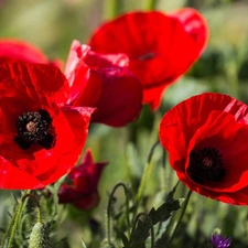 donuts, Red, papavers