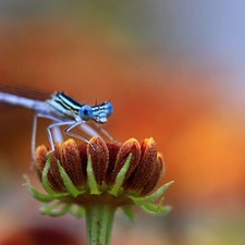 Colourfull Flowers, Blue, dragon-fly