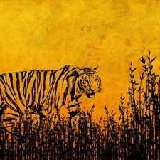 tiger, Drawing