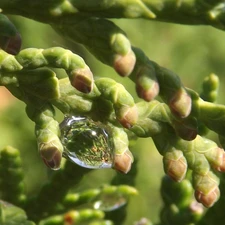 drop, rain, twig, conifer, Green