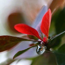 Berberis Thunbergii, Leaf, drop, Red