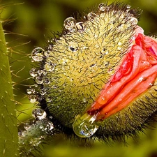 droplets, water, doughnut, poppies, blooming