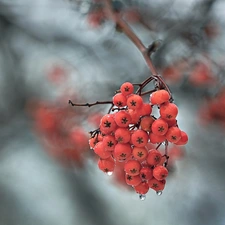 blurry background, Plant, drops